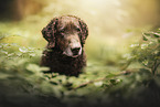 Curly Coated Retriever