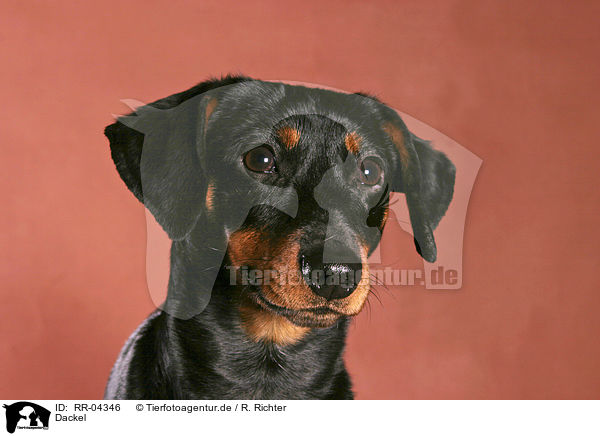 Dackel / Teckel Portrait / RR-04346