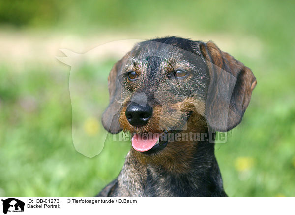 Dackel Portrait / dachshund portrait / DB-01273