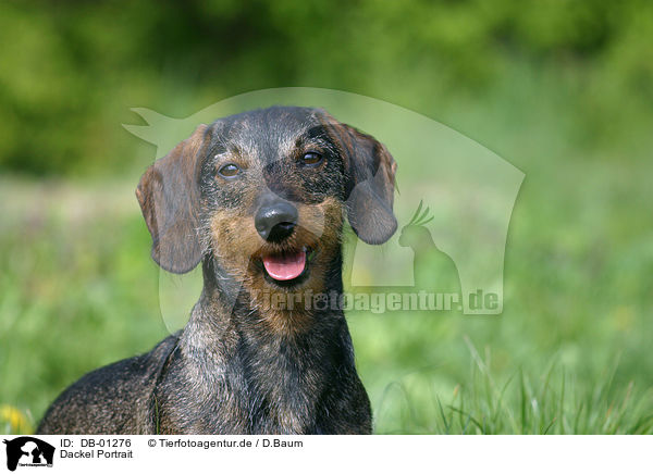 Dackel Portrait / dachshund portrait / DB-01276