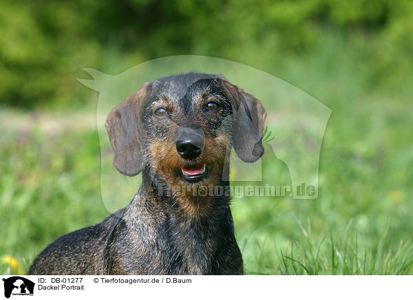 Dackel Portrait / dachshund portrait / DB-01277