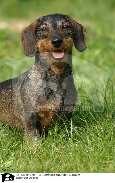 sitzender Dackel / sitting dachshund / DB-01278