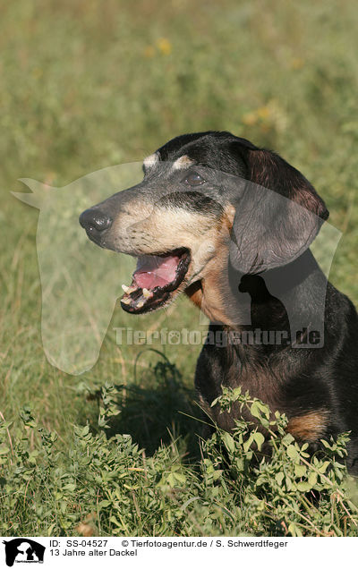 13 Jahre alter Dackel / SS-04527
