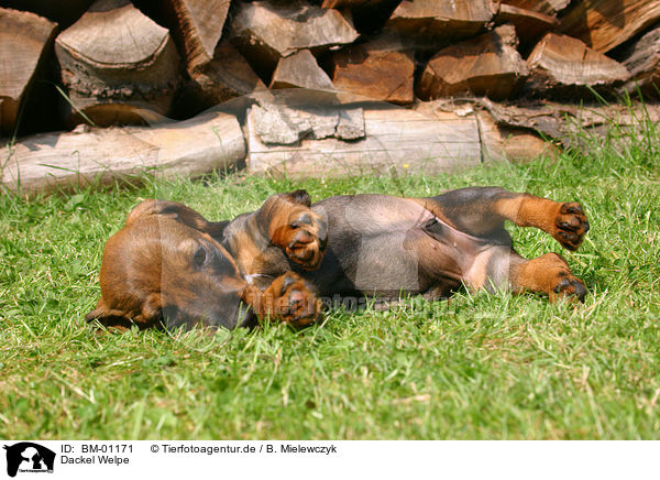 Dackel Welpe / Teckel pup / BM-01171