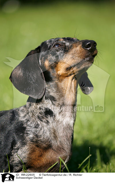 Schwarztiger Dackel / black-tan-dapple teckel / RR-22605