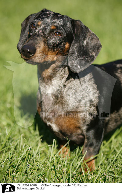 Schwarztiger Dackel / black-tan-dapple teckel / RR-22608
