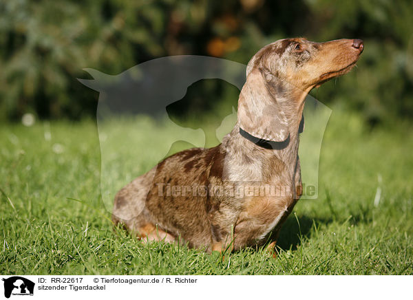 sitzender Tigerdackel / RR-22617