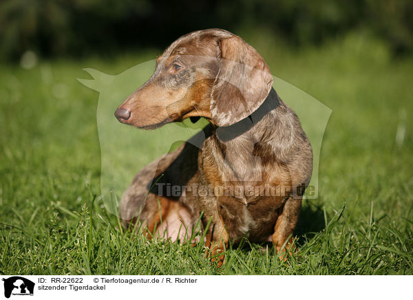 sitzender Tigerdackel / RR-22622