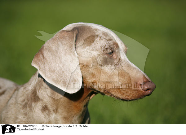 Tigerdackel Portrait / Tigerteckel Portrait / RR-22636
