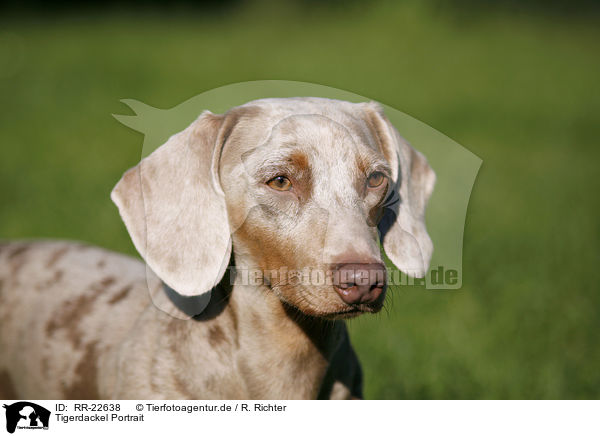 Tigerdackel Portrait / Tigerteckel Portrait / RR-22638