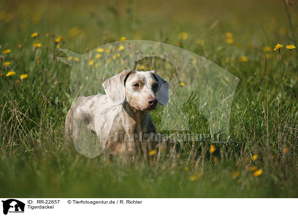 Tigerdackel / Tigerteckel / RR-22657