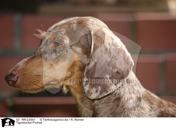 Tigerdackel Portrait / Tigerteckel Portrait / RR-22681