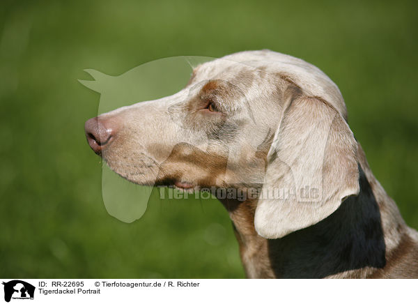 Tigerdackel Portrait / Tigerteckel Portrait / RR-22695