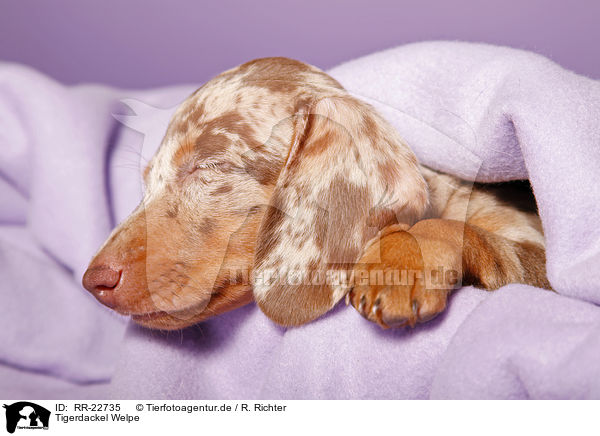 Tigerdackel Welpe / Tigerteckel puppy / RR-22735