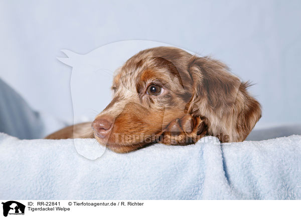 Tigerdackel Welpe / Tigerteckel puppy / RR-22841