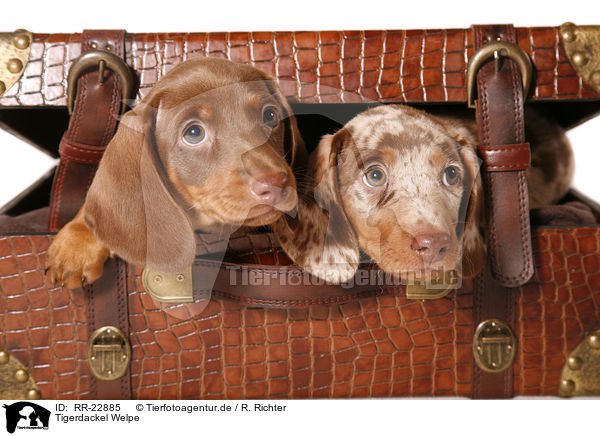 Tigerdackel Welpe / RR-22885