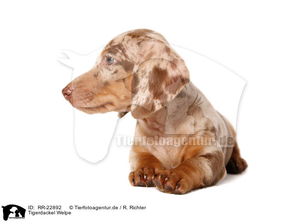 Tigerdackel Welpe / Tigerteckel puppy / RR-22892