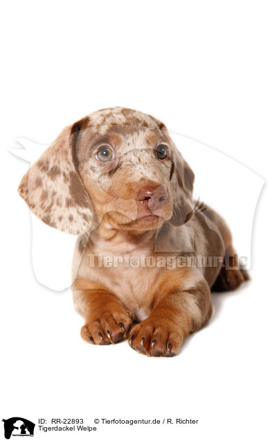 Tigerdackel Welpe / Tigerteckel puppy / RR-22893