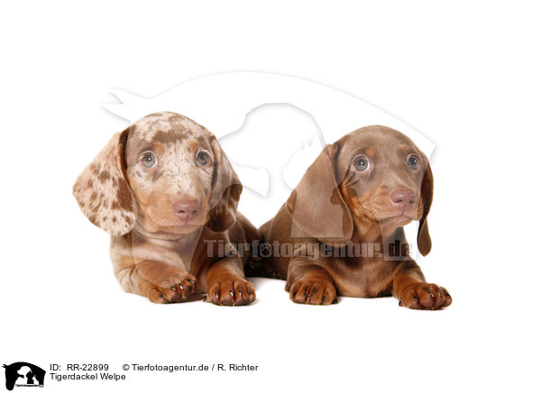 Tigerdackel Welpe / RR-22899