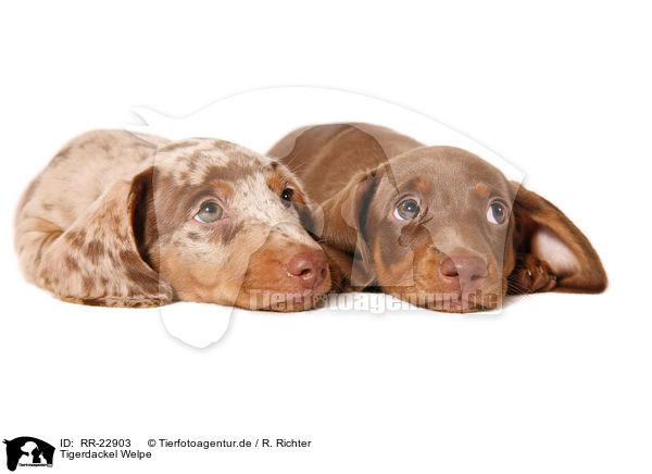 Tigerdackel Welpe / Tigerteckel puppy / RR-22903