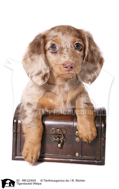 Tigerdackel Welpe / RR-22909