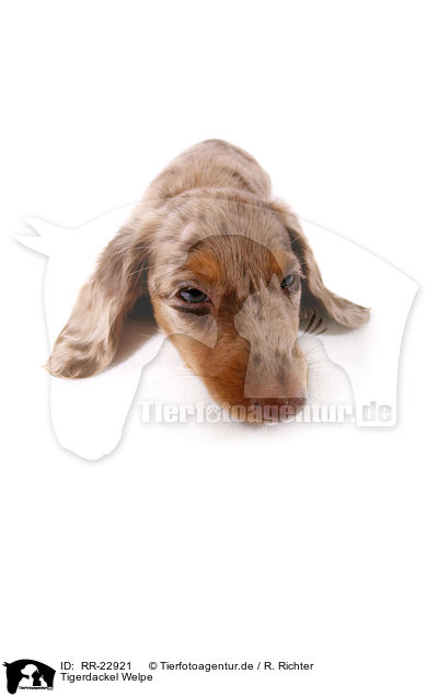 Tigerdackel Welpe / RR-22921