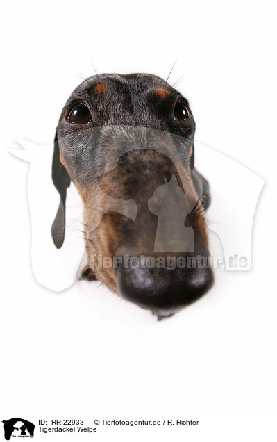 Tigerdackel Welpe / Tigerteckel puppy / RR-22933