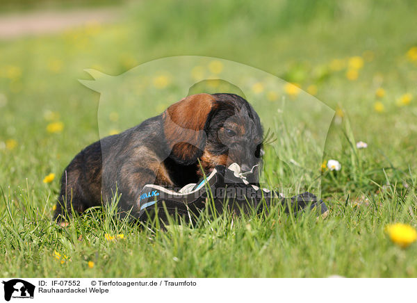 Rauhaardackel Welpe / wirehaired teckel puppy / IF-07552