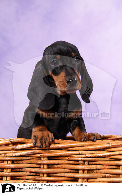 Tigerdackel Welpe / JH-14148