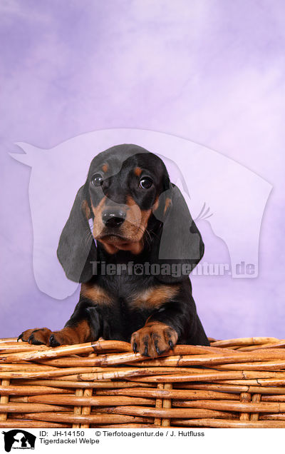 Tigerdackel Welpe / JH-14150