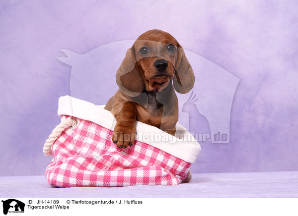 Tigerdackel Welpe / JH-14189