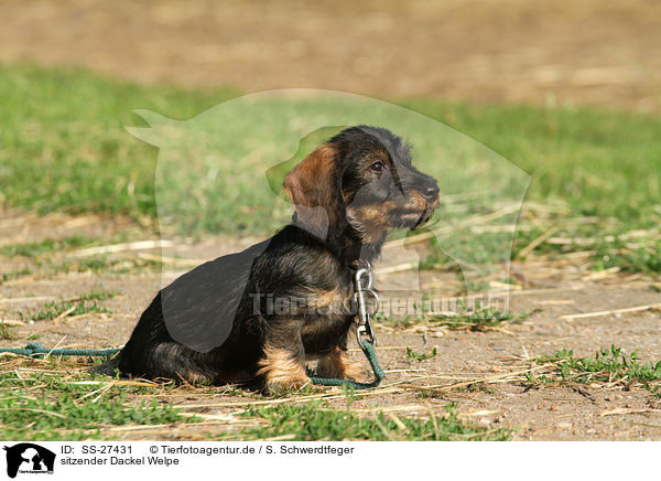 sitzender Dackel Welpe / SS-27431