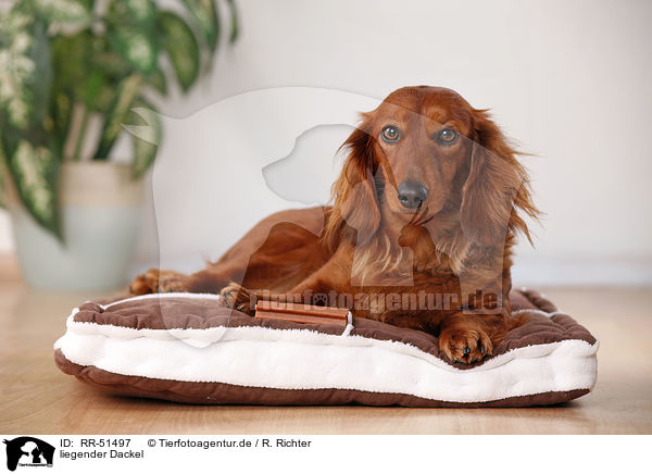 liegender Dackel / lying dachshund / RR-51497