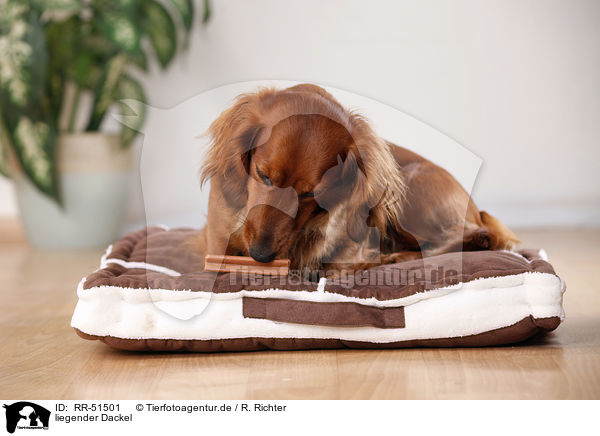 liegender Dackel / lying dachshund / RR-51501