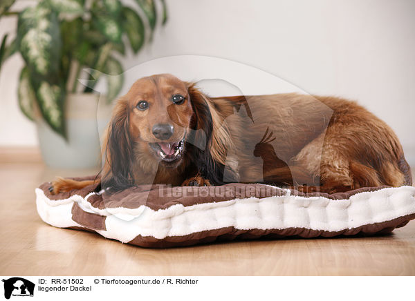 liegender Dackel / lying dachshund / RR-51502