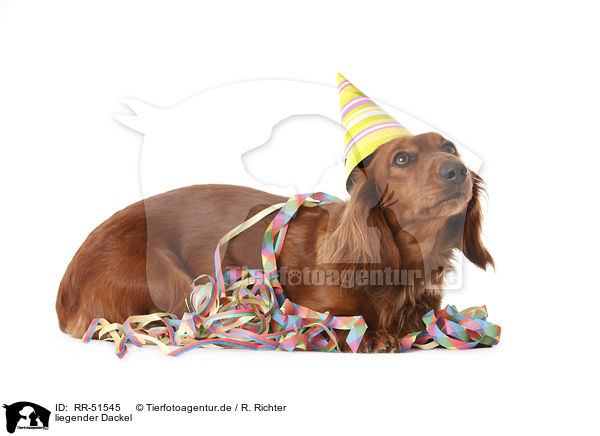 liegender Dackel / lying dachshund / RR-51545
