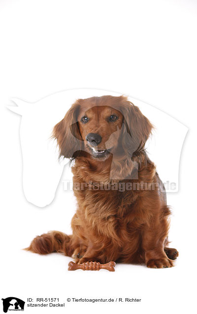 sitzender Dackel / sitting dachshund / RR-51571