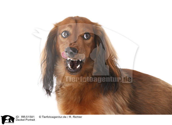 Dackel Portrait / dachshund portrait / RR-51581