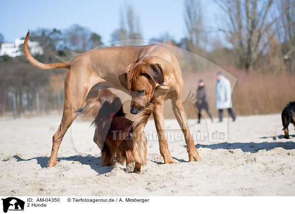 2 Hunde / 2 dogs / AM-04350