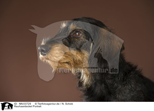 Rauhaardackel Portrait / NN-03729