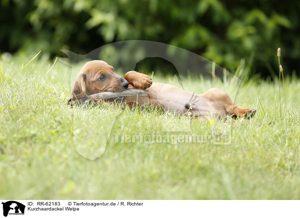 Kurzhaardackel Welpe / shorthaired Dachshund Puppy / RR-62183