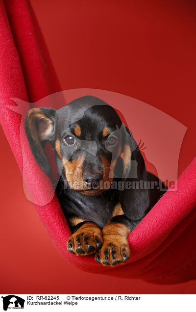 Kurzhaardackel Welpe / shorthaired Dachshund Puppy / RR-62245