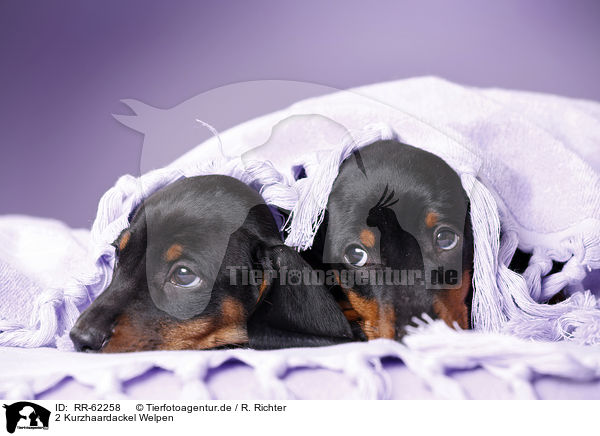 2 Kurzhaardackel Welpen / 2 shorthaired Dachshund Puppies / RR-62258