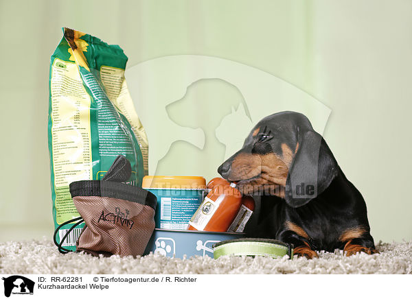 Kurzhaardackel Welpe / shorthaired Dachshund Puppy / RR-62281