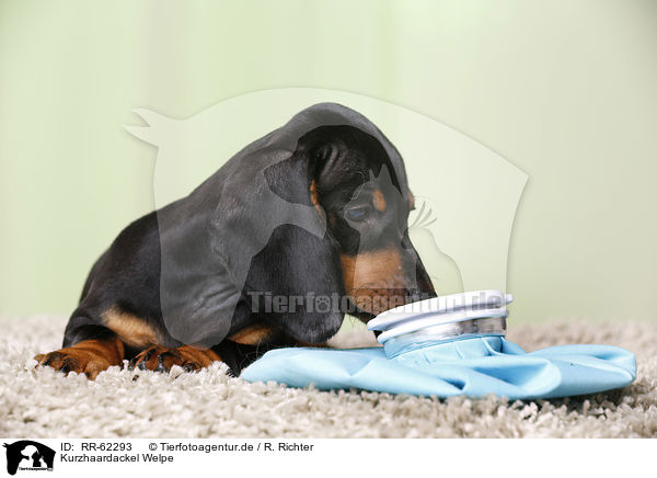 Kurzhaardackel Welpe / shorthaired Dachshund Puppy / RR-62293