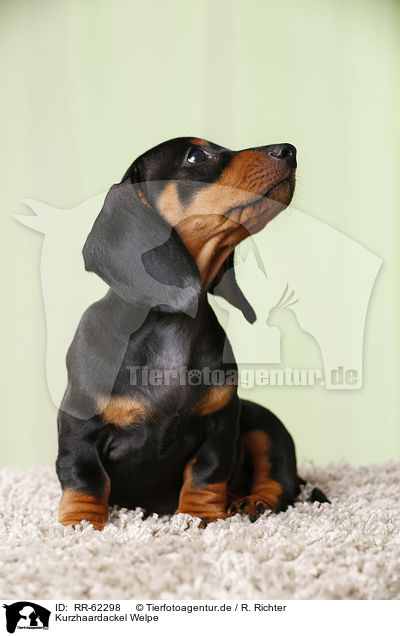 Kurzhaardackel Welpe / shorthaired Dachshund Puppy / RR-62298