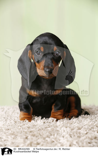 Kurzhaardackel Welpe / shorthaired Dachshund Puppy / RR-62299