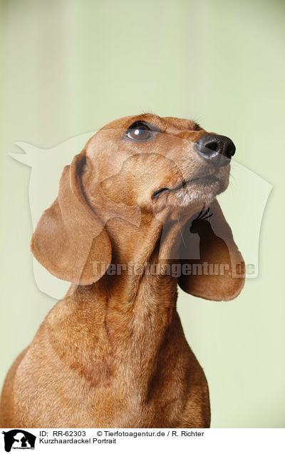 Kurzhaardackel Portrait / shorthaired Dachshund Portrait / RR-62303