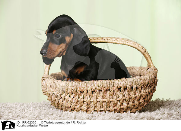 Kurzhaardackel Welpe / shorthaired Dachshund Puppy / RR-62306
