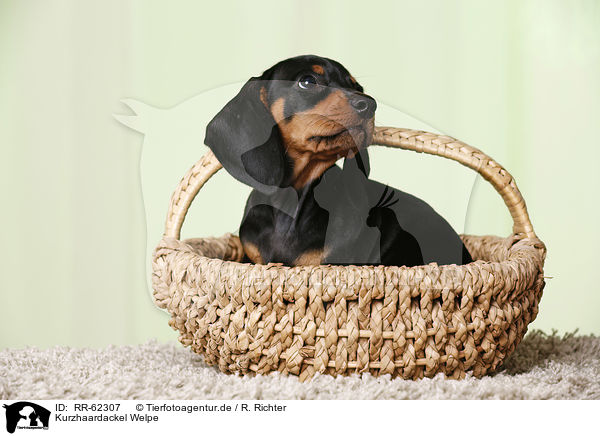 Kurzhaardackel Welpe / shorthaired Dachshund Puppy / RR-62307